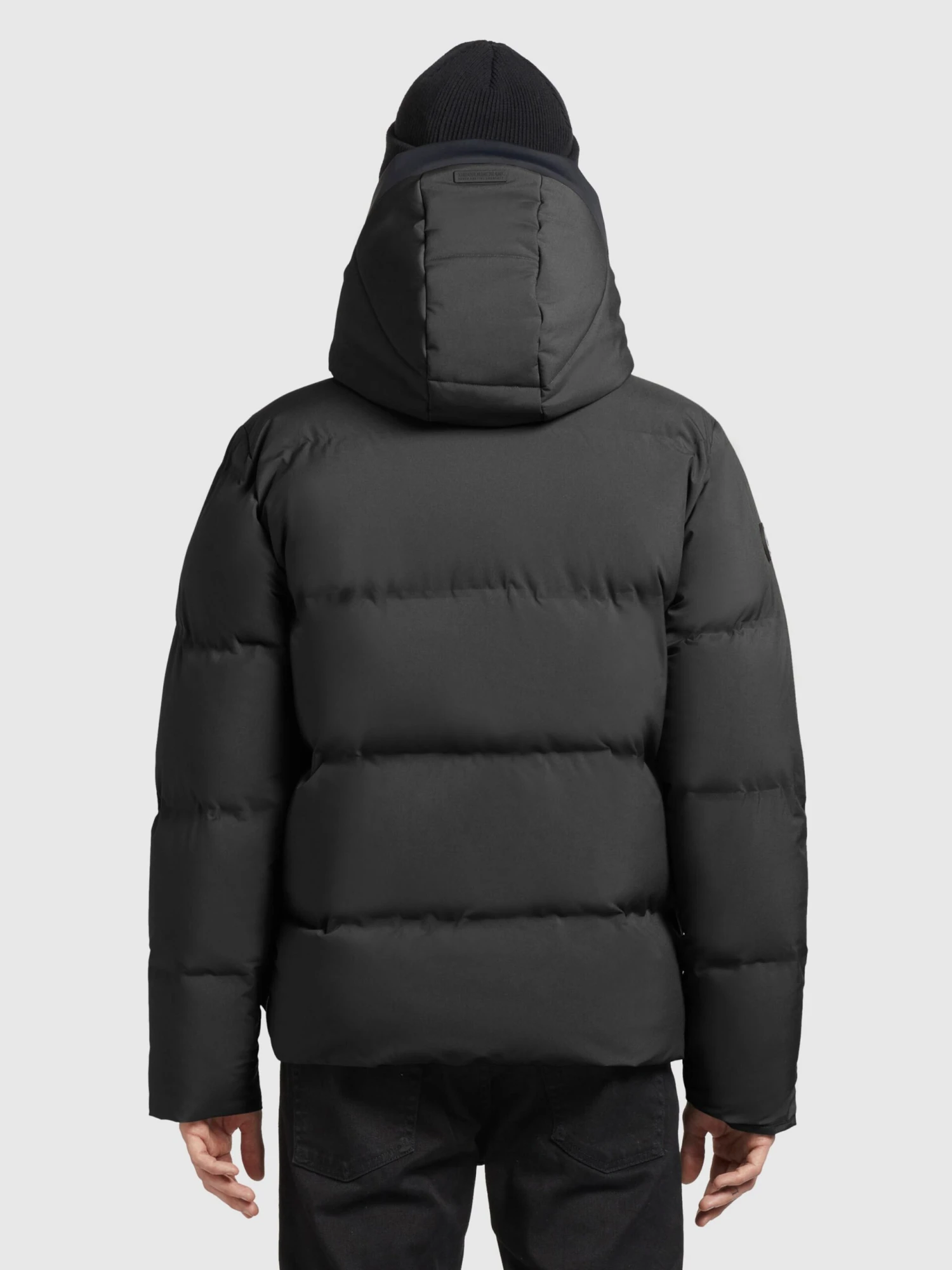 Khujo Talvitakki 'Rodney' 5 Khujo Talvitakki 'Rodney' - Image 3